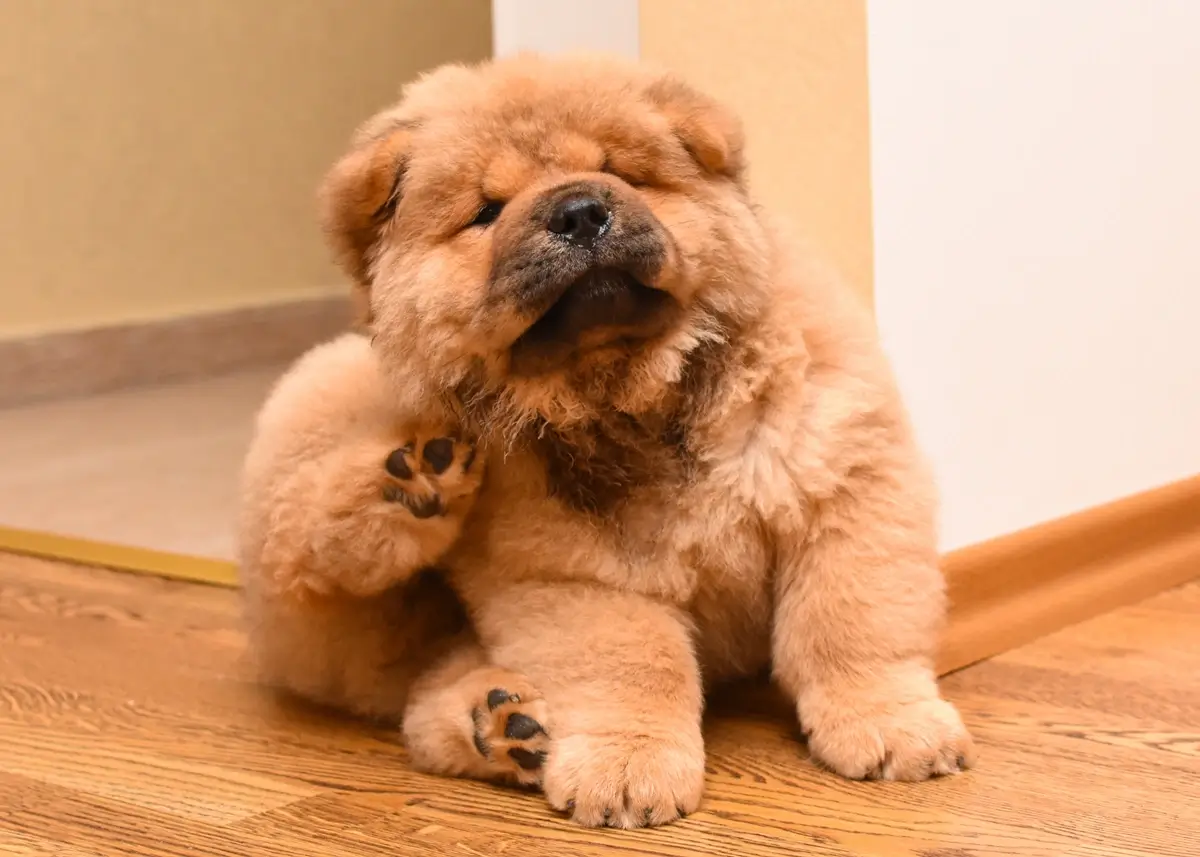 A Chow Chow puppy scratches his right cheek with his back right hindleg