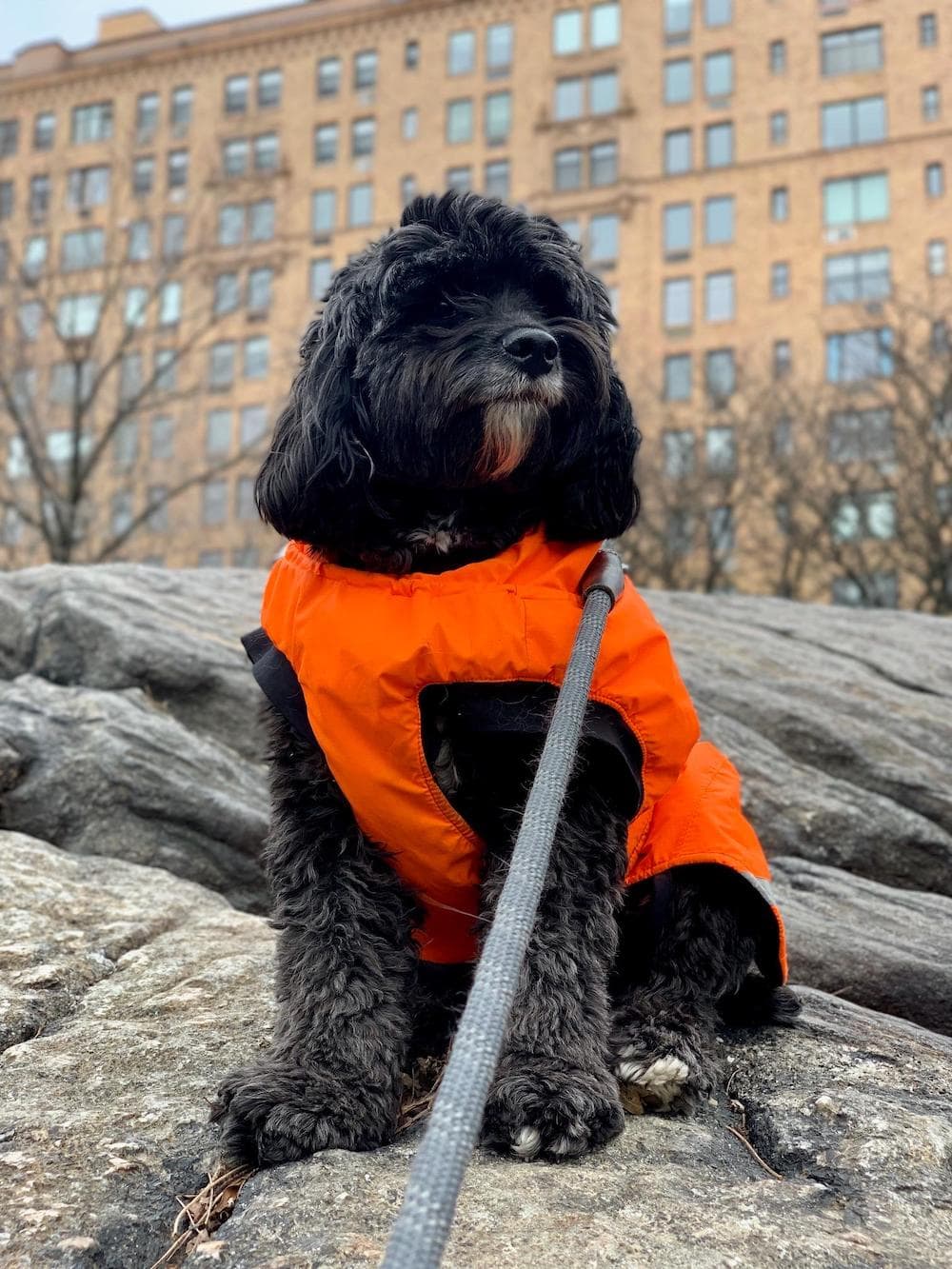 Labradoodle picky outlet eater