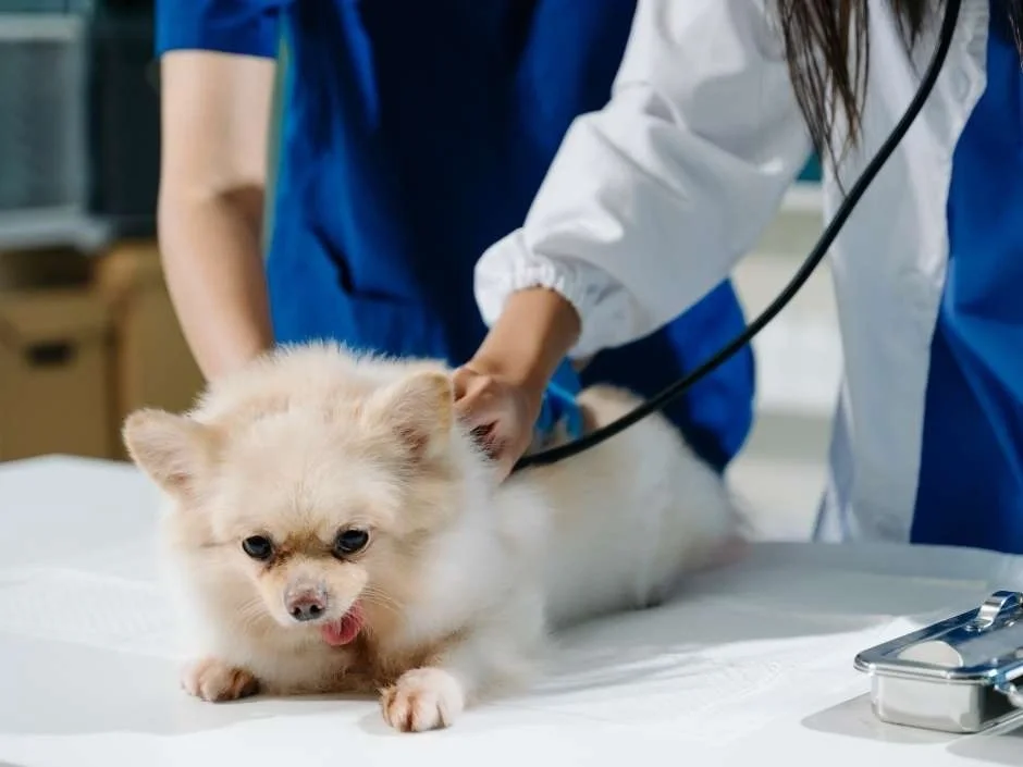 small Pomeranian puppy being examined with stethoscope by veterinarian during parvo diagnosis visit