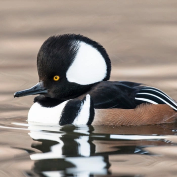 Alabama Birds Hooded Merganser
