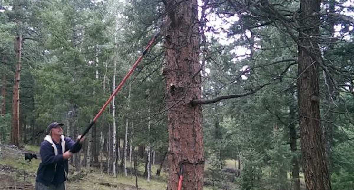 A man uses sheers connected to a long pole to trim a low-hanging branch from a tree