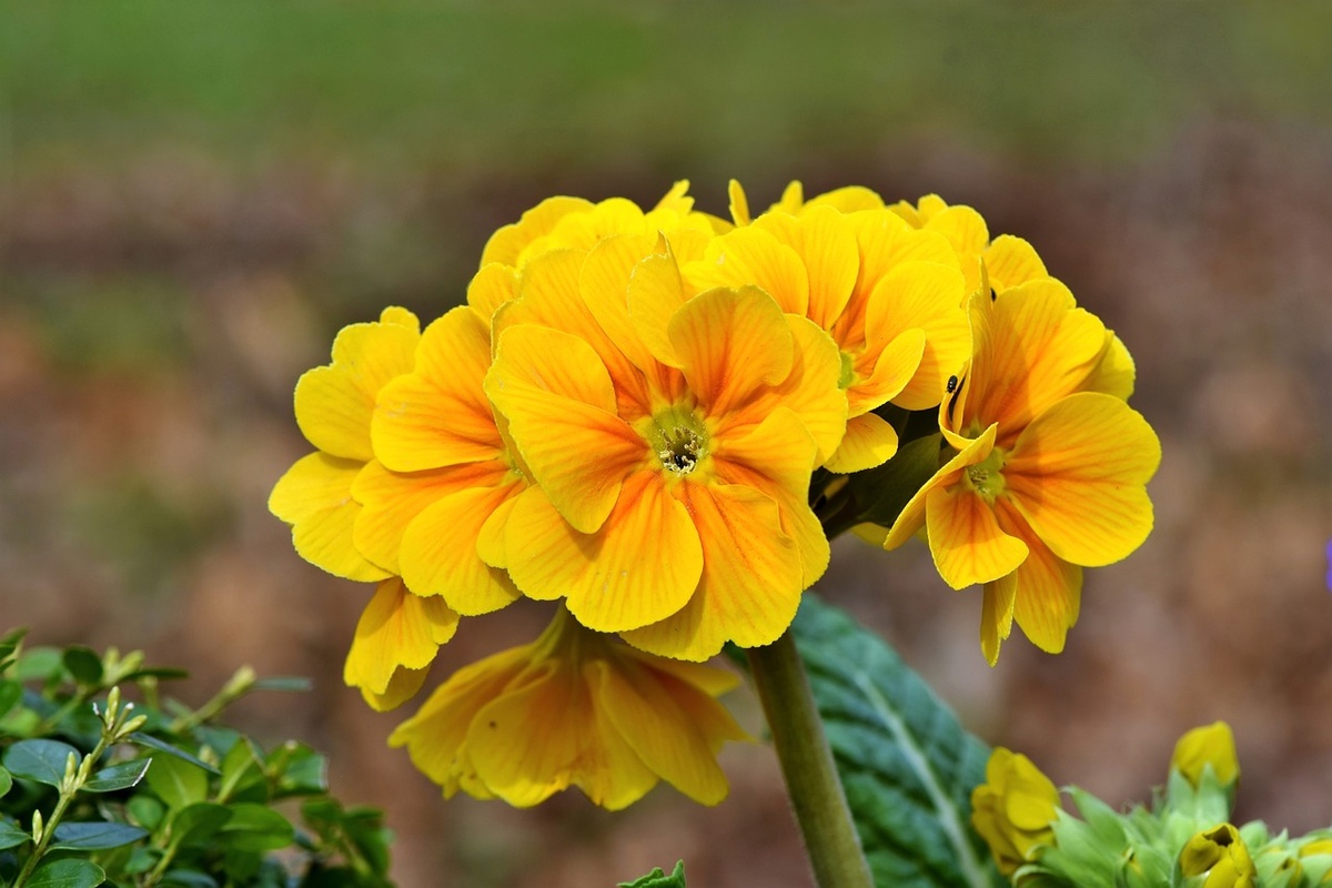 Yellow Primrose Flower