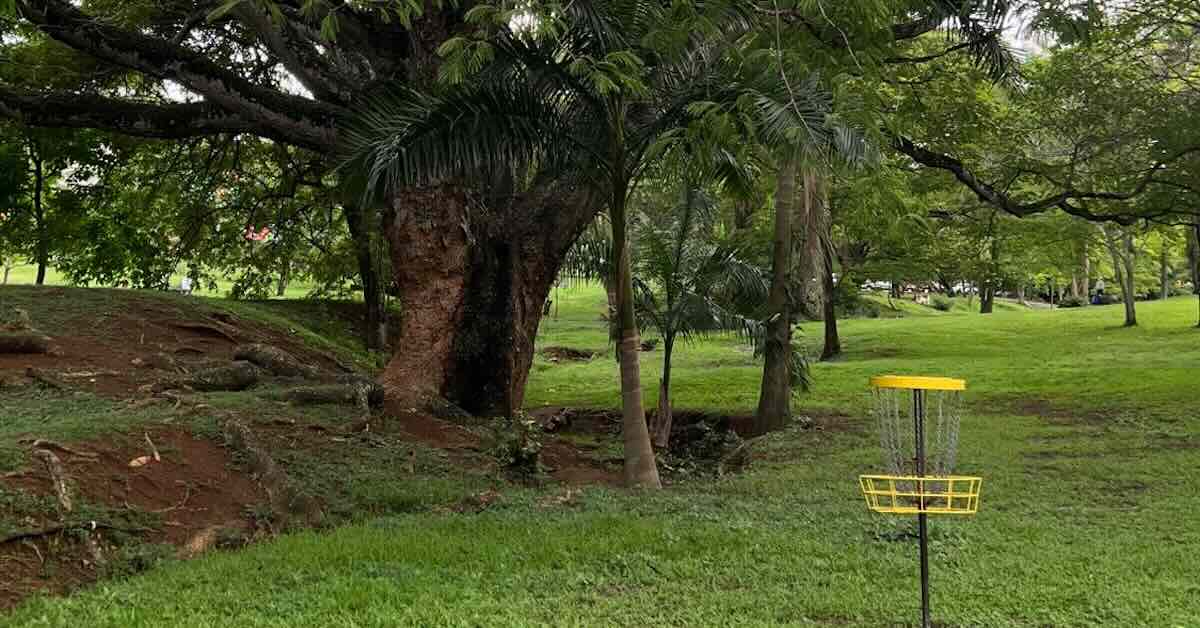 A disc golf basket in a park area with a large tree