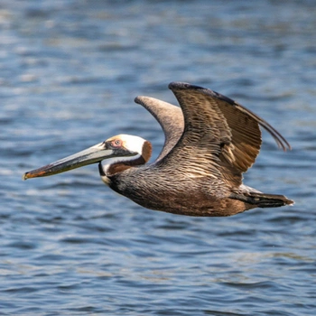 Alabama Birds Brown Pelican