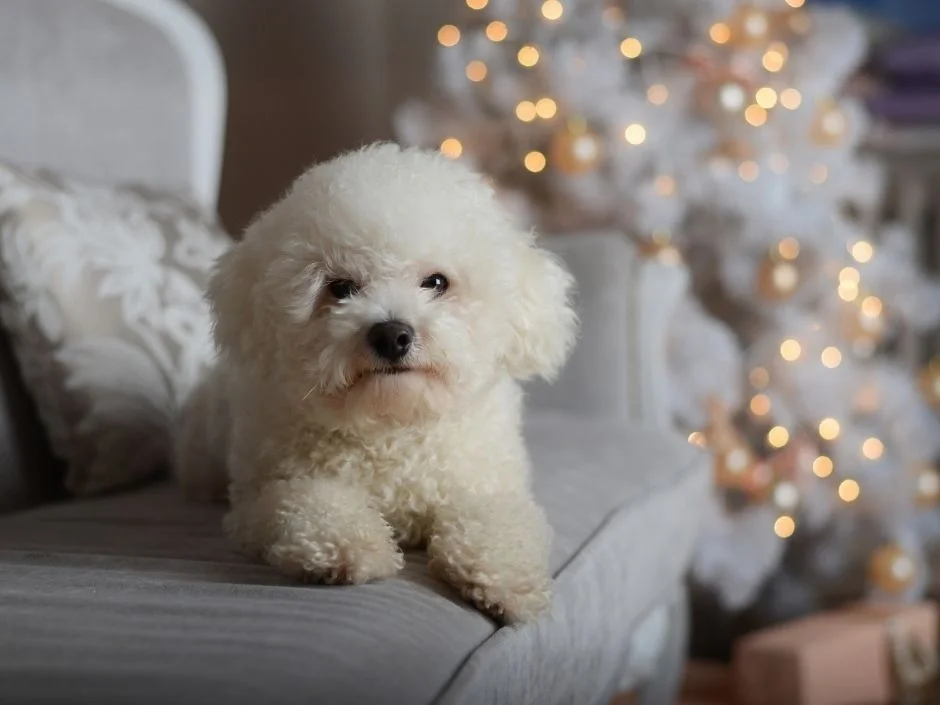 Fluffy white Bichon Frise puppy sitting on an upholstered chair indoors with soft warm lighting in the background