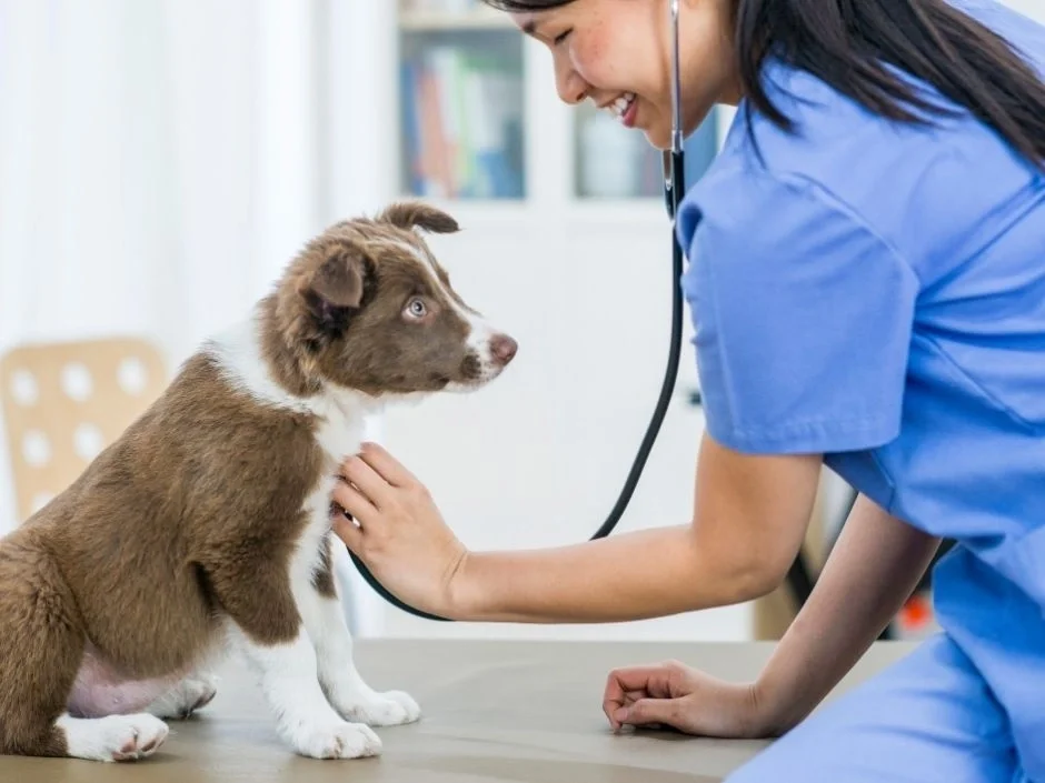veterinarian placing stethoscope on puppy chest during cardiovascular assessment before pickup