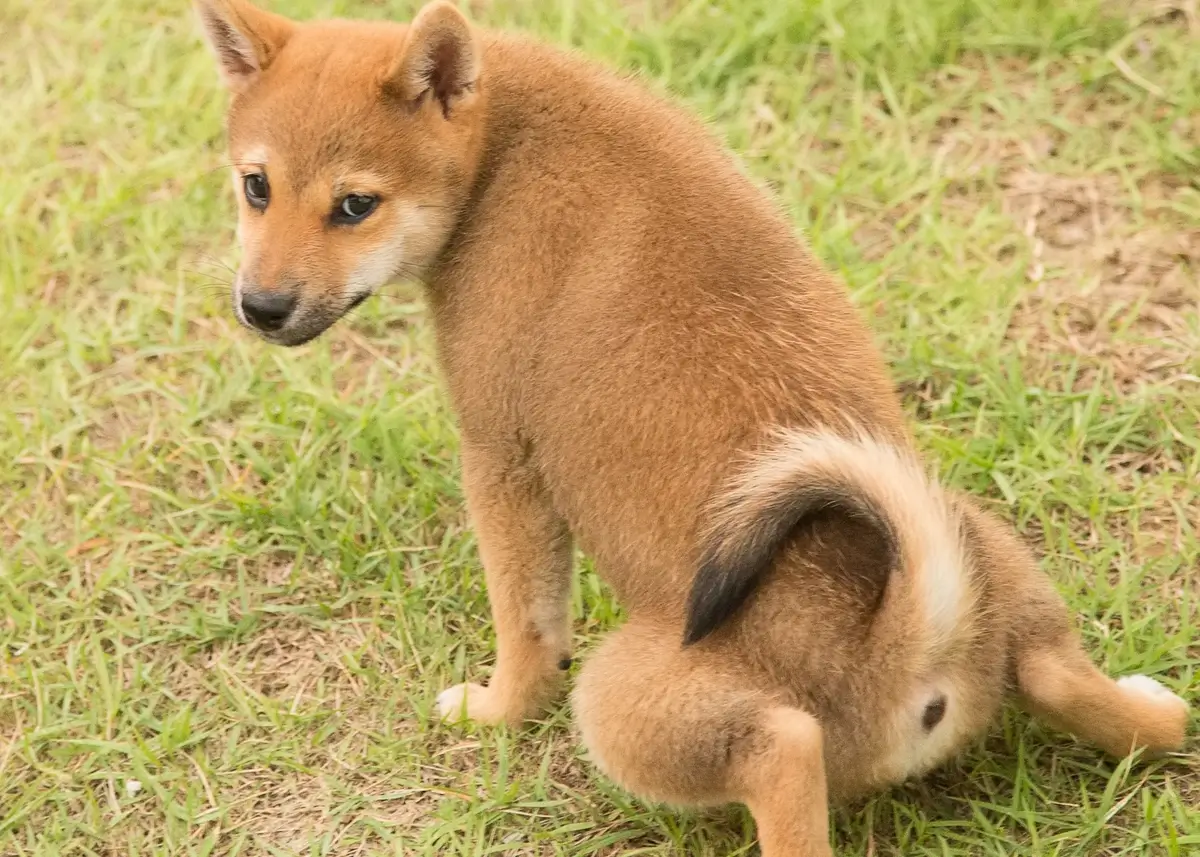 shibapotty (1).webp