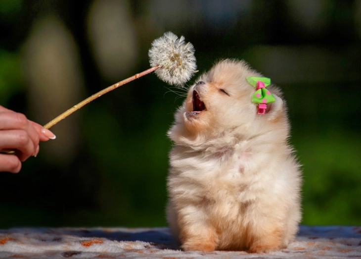 pomeranian.dandelion.webp