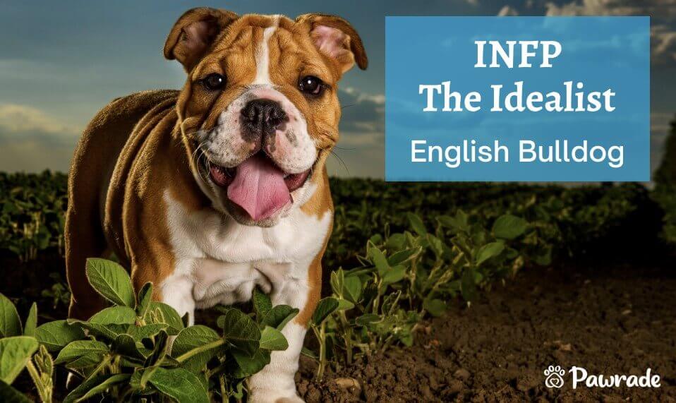 MB INFP english bulldog (1).jpg