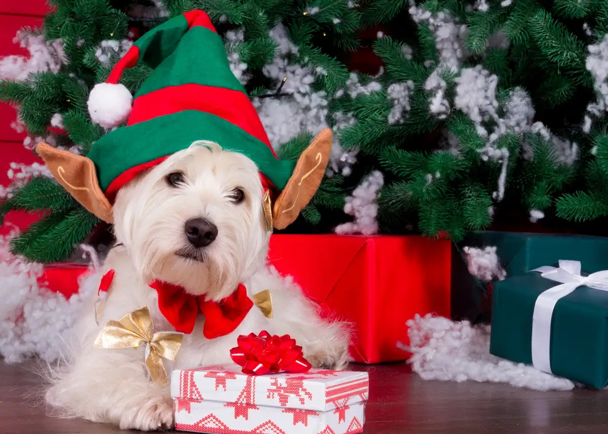 elfpuppy.present (1).webp