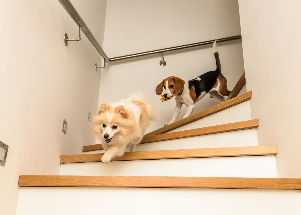 dogsonstairs (1).webp