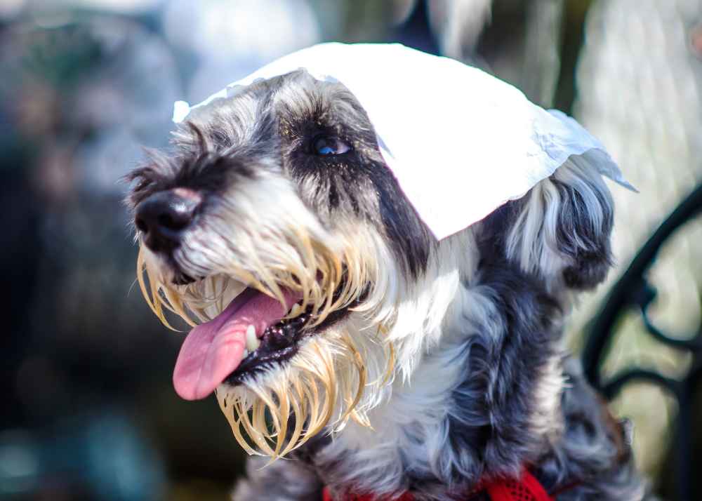 A doodle dog with a cloth over his head pants in the heat