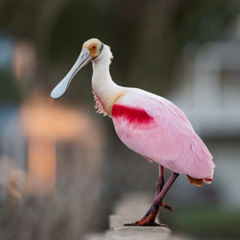 Alabama Birds Roseate Spoonbill