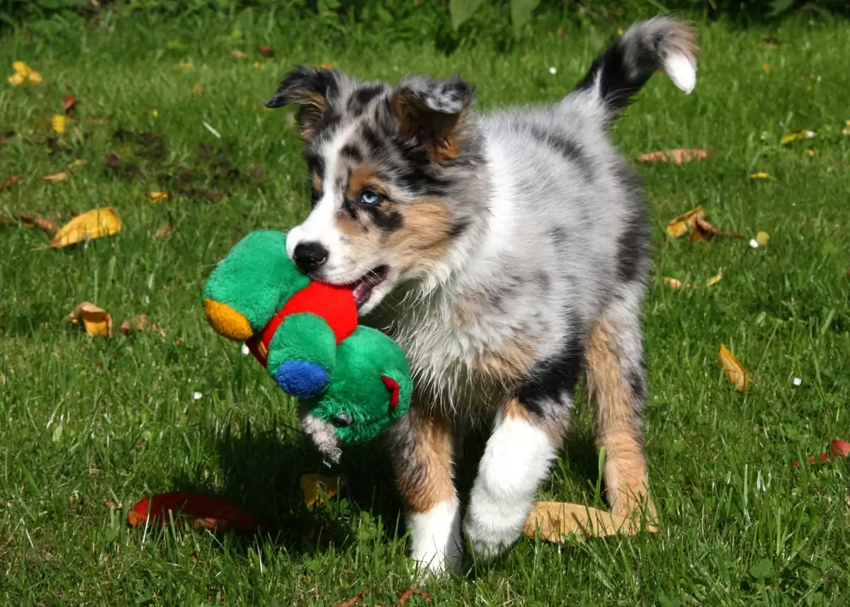 miniaussiepuppyplay (1).webp