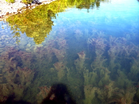 Eurasian_water_milfoil_(Hilton_Beach_Marina).webp