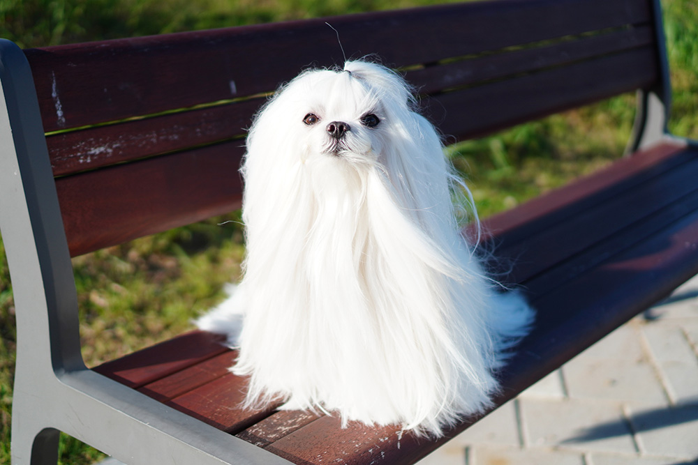 Dog has tear clearance stains