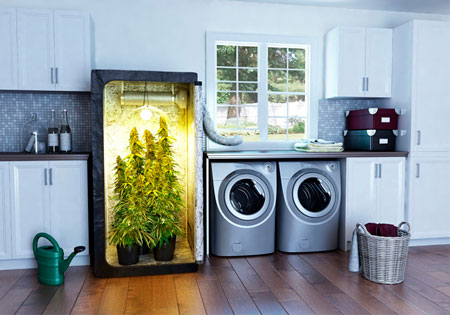 How to Grow Marijuana Indoors Like a Pro | MAMA'S GANJA