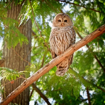 Alabama Birds Barred Owl