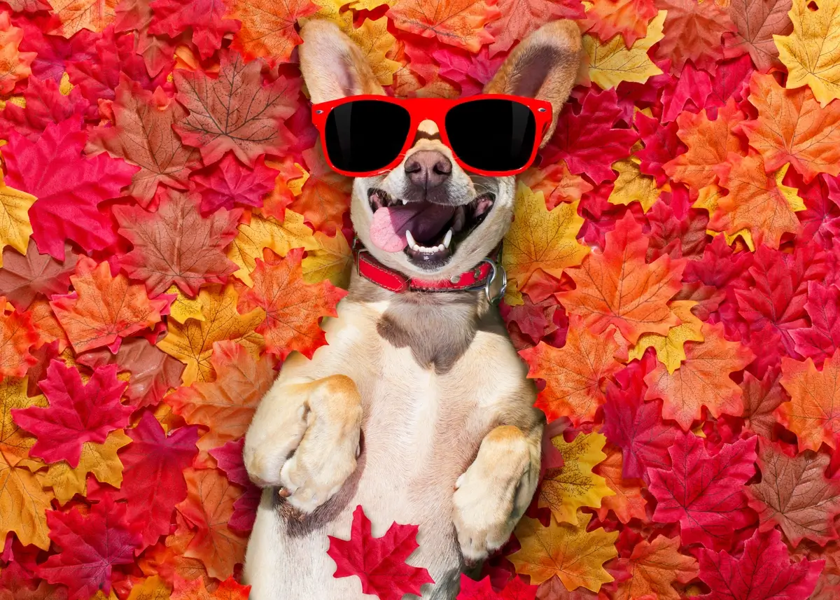 A dog lies on its back on a bed of orange, yellow, and red leaves wearing sunglasses with red frames