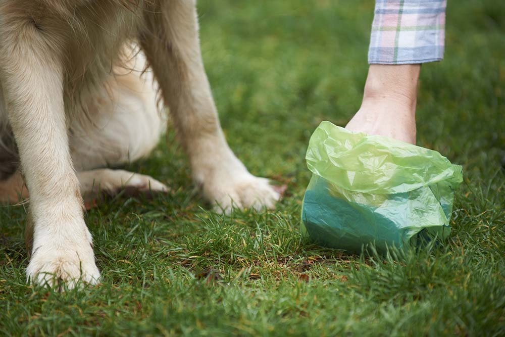 Dog poop outlet slime cover