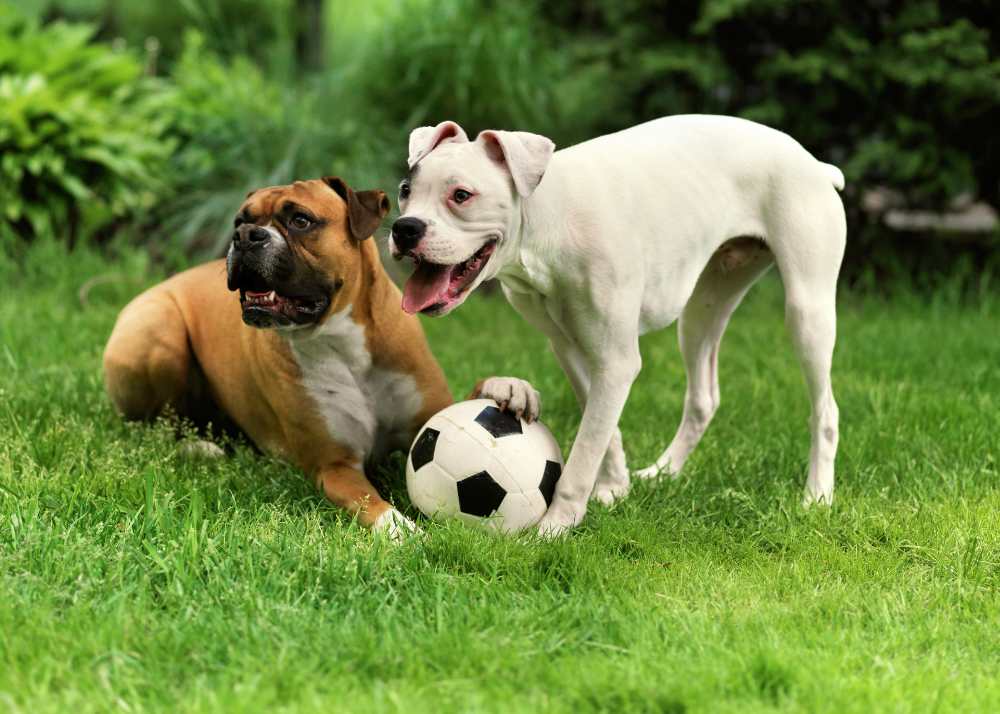 a boxer and a pit bull play with a soccer ball