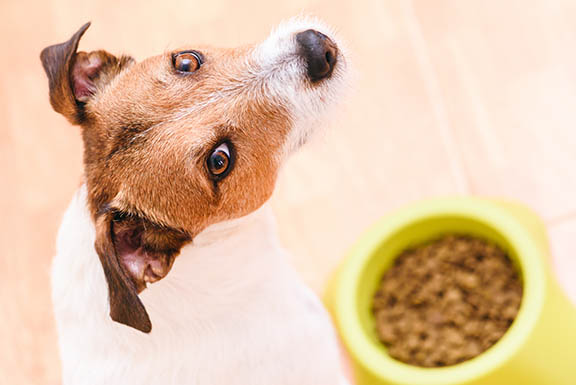 Least allergenic dog clearance food