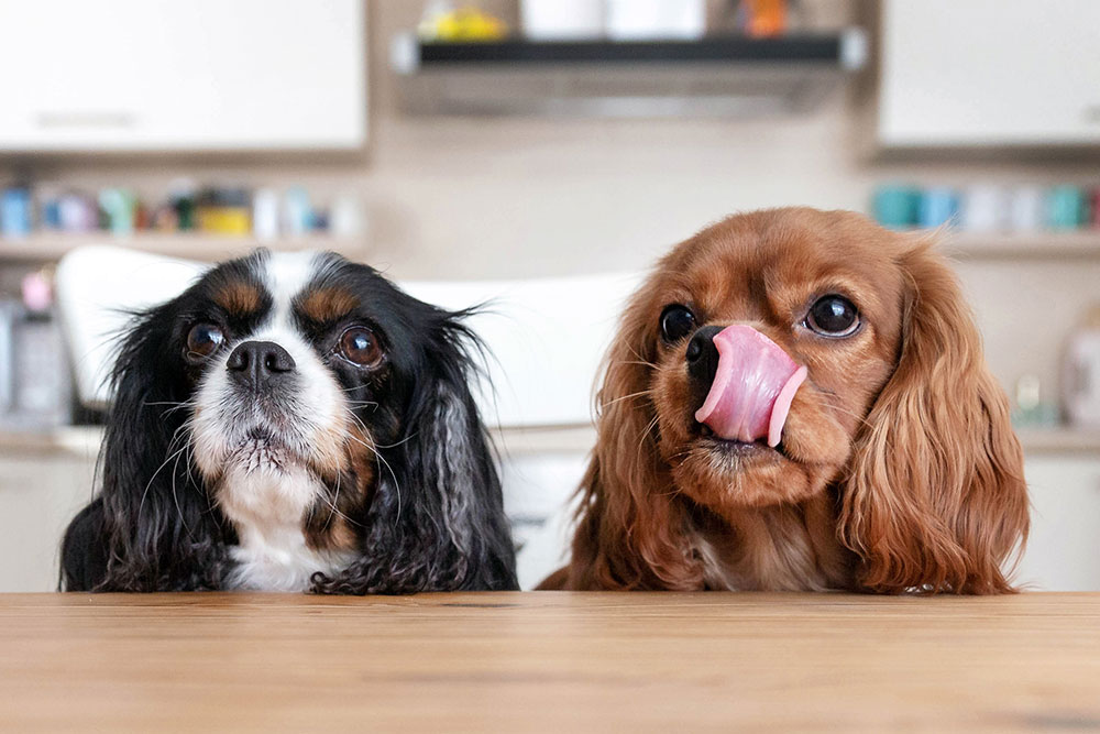 Cavalier king charles store diet