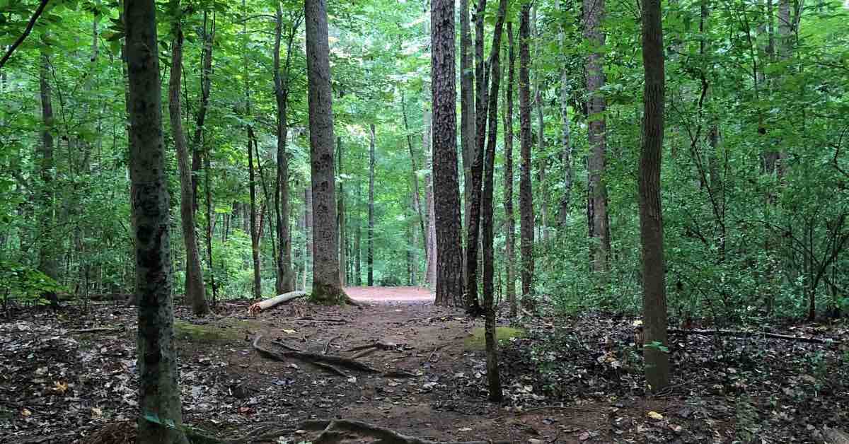 A tightly wooded disc golf fairway