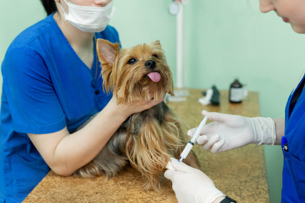 Dog having an injection at the vet
