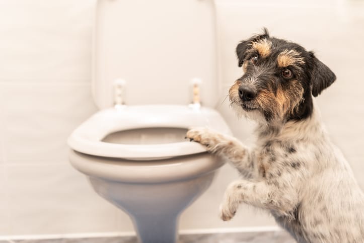 dogs_share_microbiome_toilet.jpg