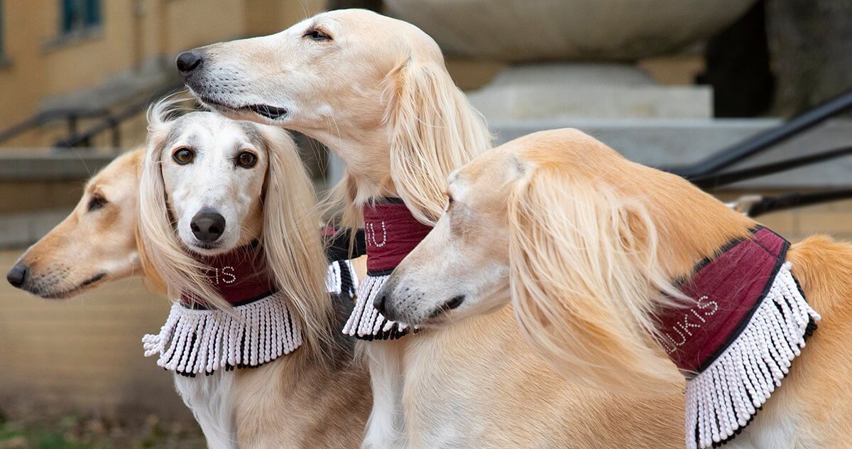 Salukis (1) (1).jpeg