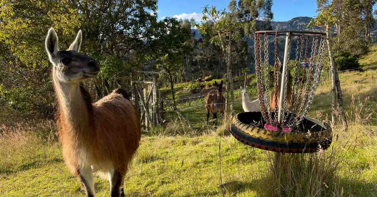 A homemade basket with a tire rim with a llama next to it
