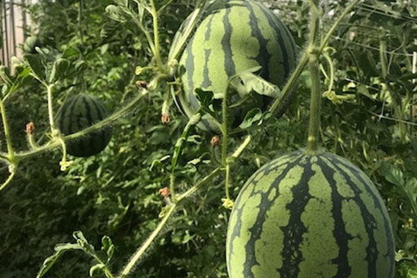 Paving the way for hydroponically grown melons in Australia | Rijk ...