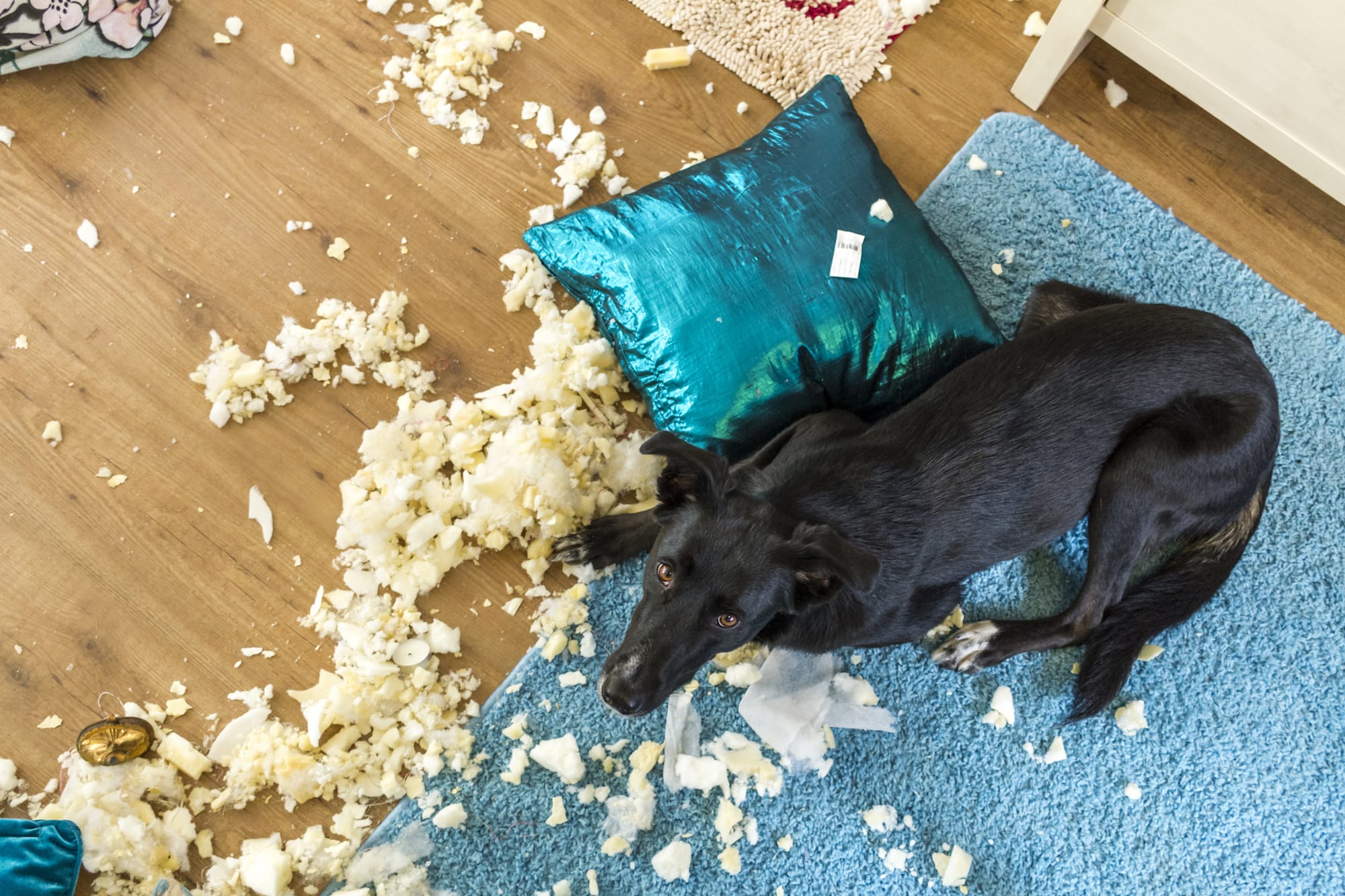 why dogs destroy their beds