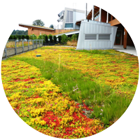 green roof with Sedums and stripe of taller perennials in middle for greater species diversity