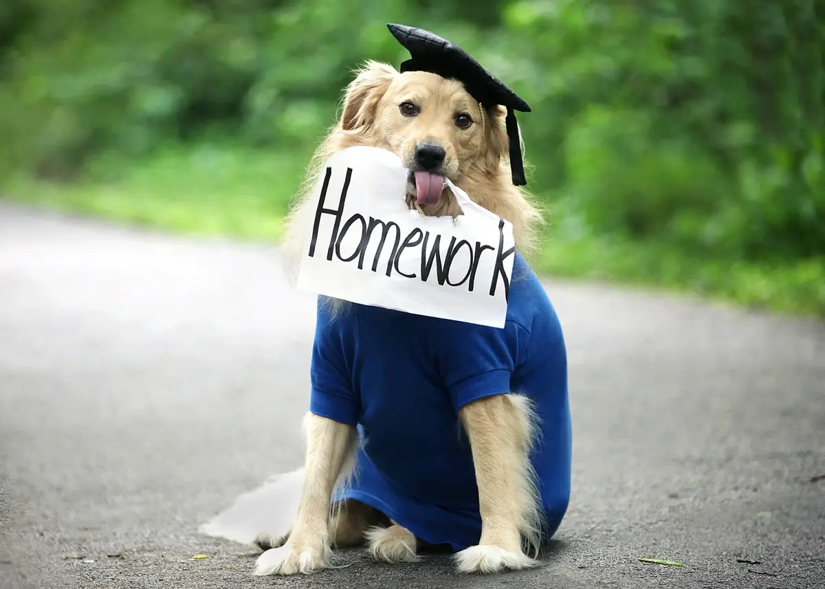 A Golden Retriever wearing a graduation cap and gown holding a sign that says "homework" in its mouth