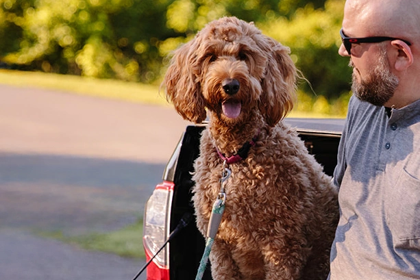 Traveling With Dogs: How to Take Your Pup on Planes, Trains and Automobiles
