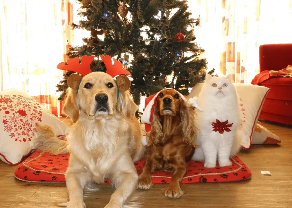 2 dogs and a cat pose in front of a Christmas tree