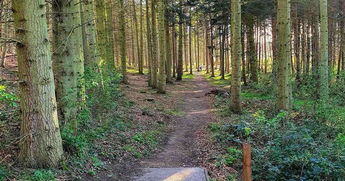 A wooded disc golf fairway 