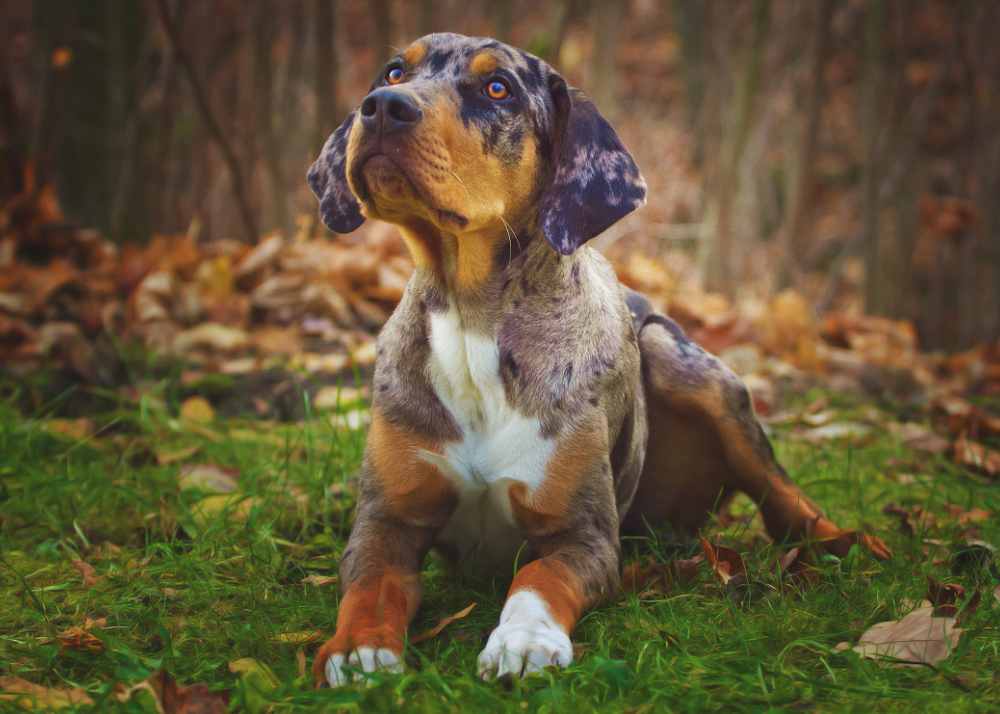catahoulapuppy.jpg