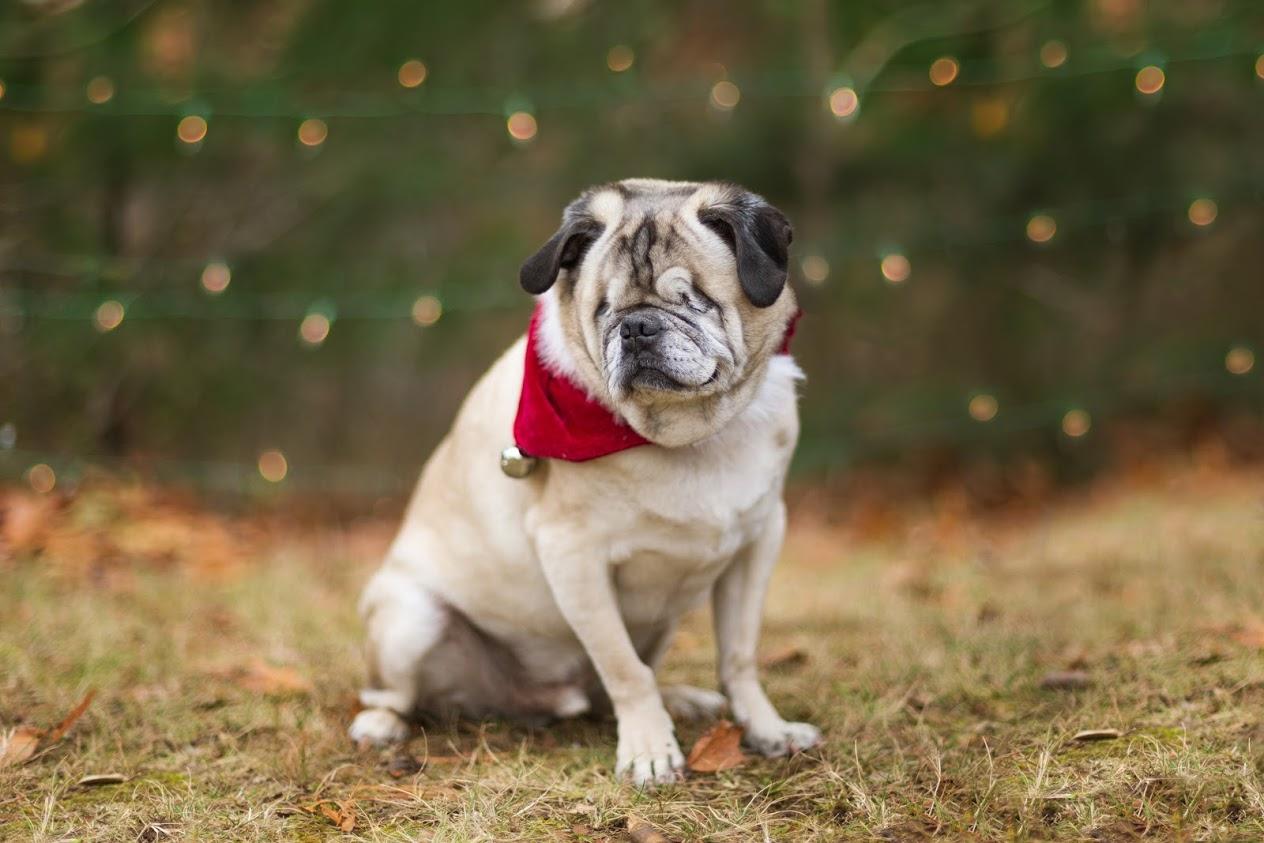 Best food clearance for senior pugs