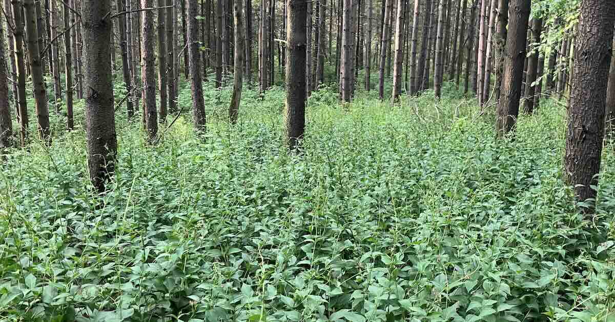 Scattered trees with forest floor covered in thick green vines