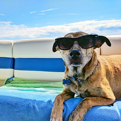 Dog on a Boat.