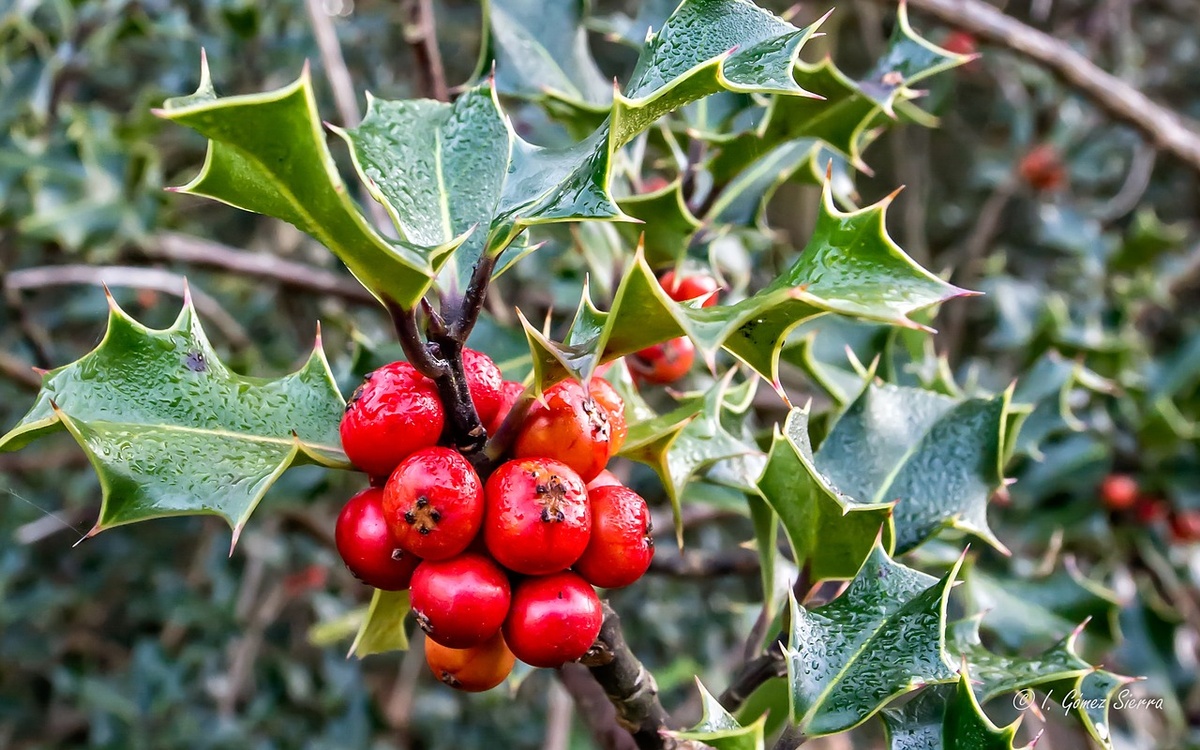 December Birth Flowers: Holly and Narcissus (Paperwhite)