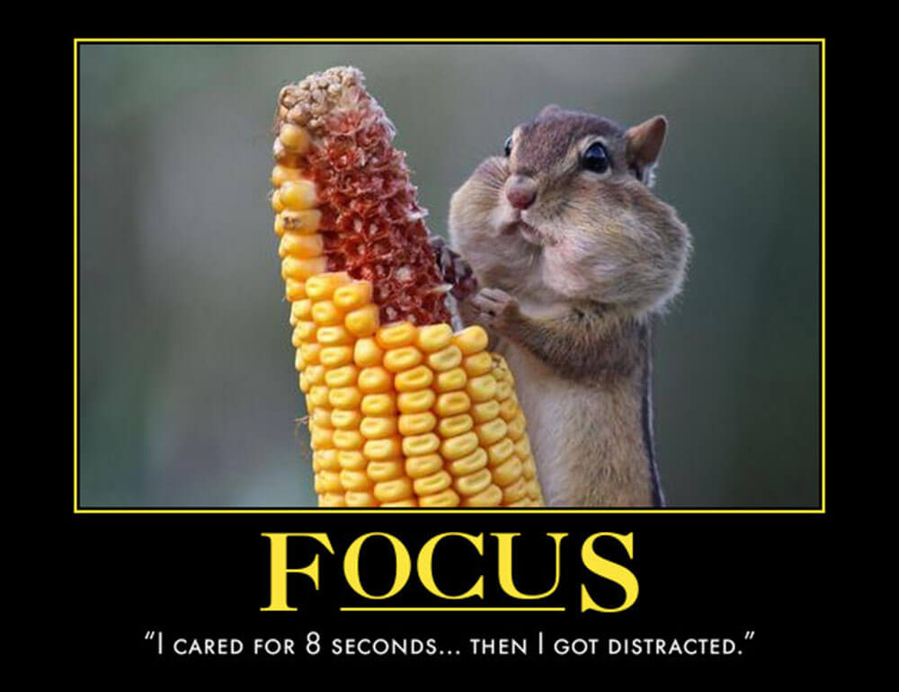 Focus - House Quotes