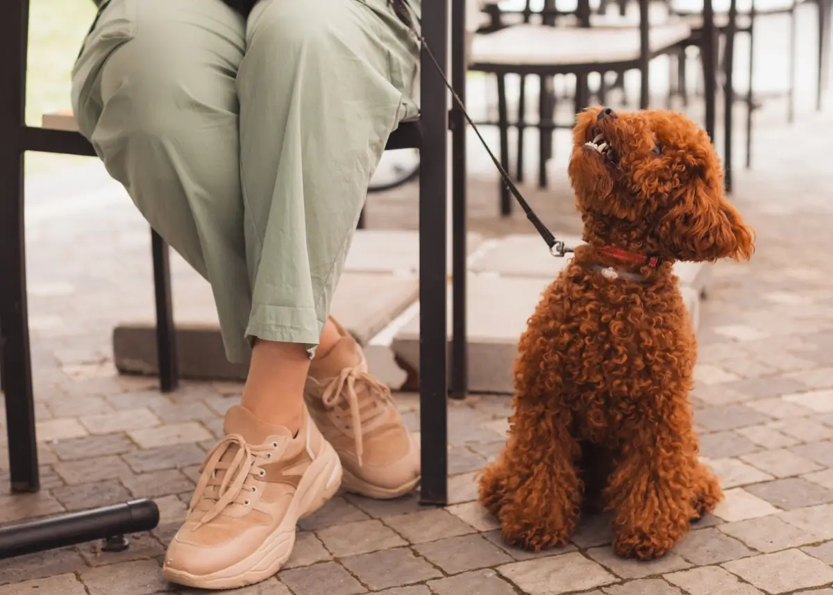 A Cavapoo sits next to its owner at a cafe