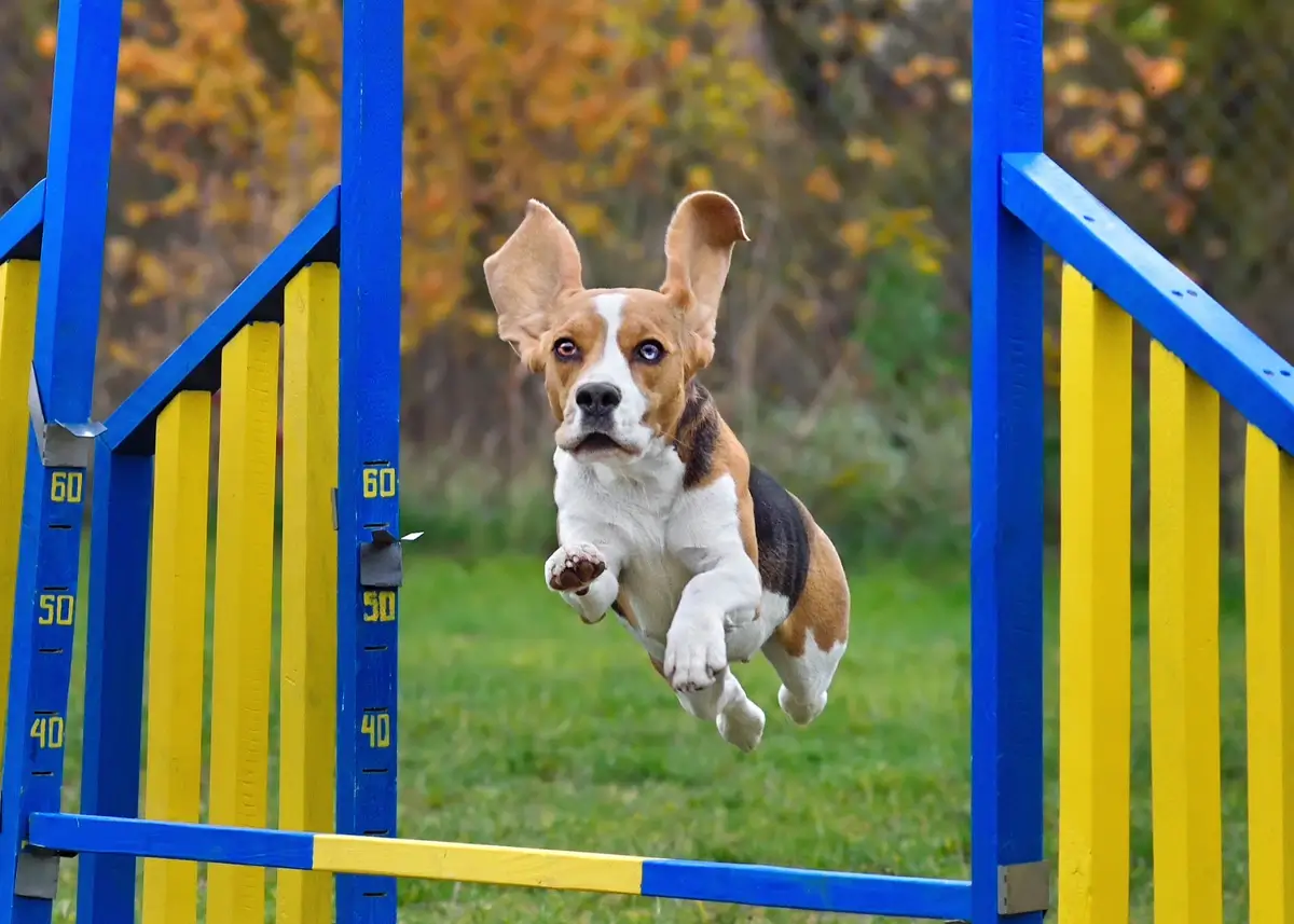 beagle.agility (1).webp