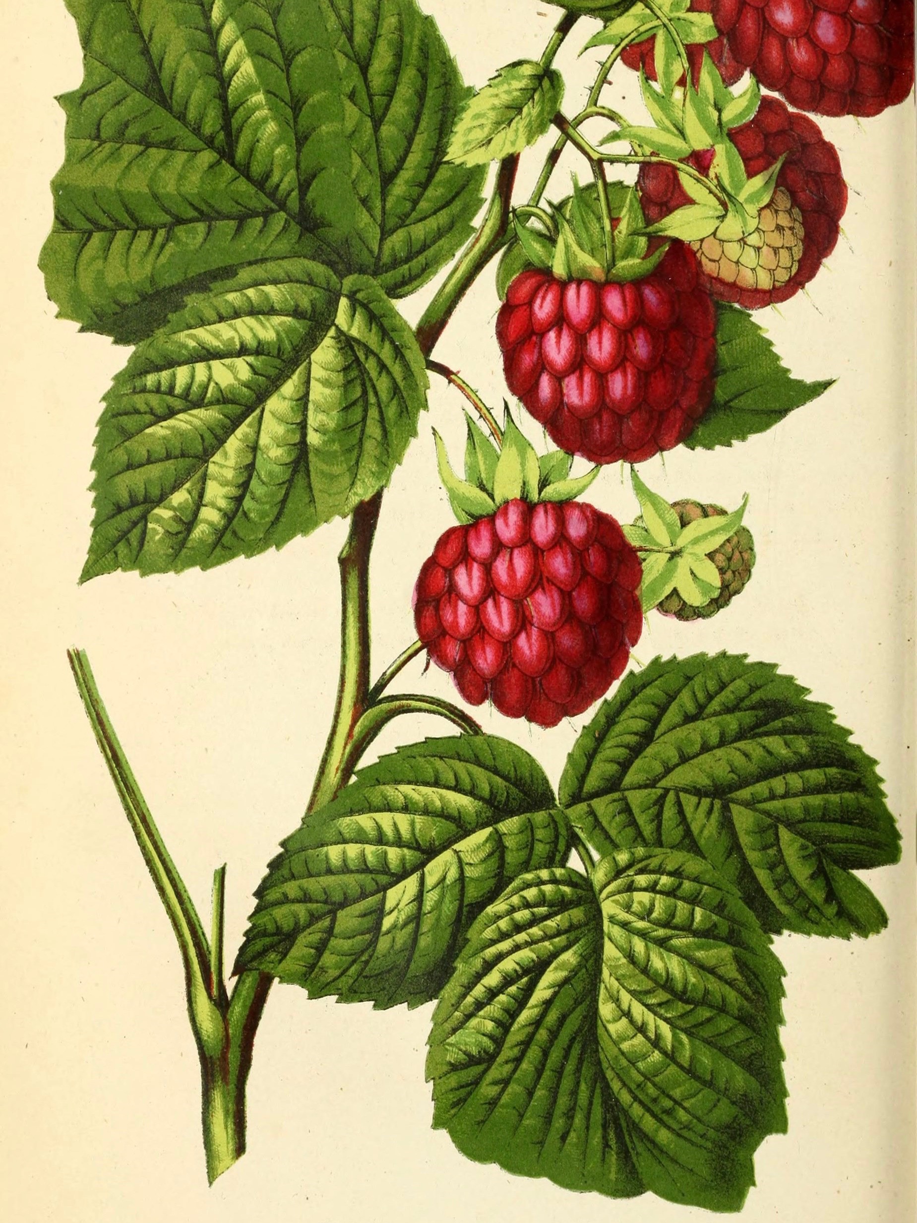 Малиновый рисунок. Малина обыкновенная Фармакогнозия. Малина Botanical illustration. Малина цветок Ботаническая иллюстрация. Малина кустарник.