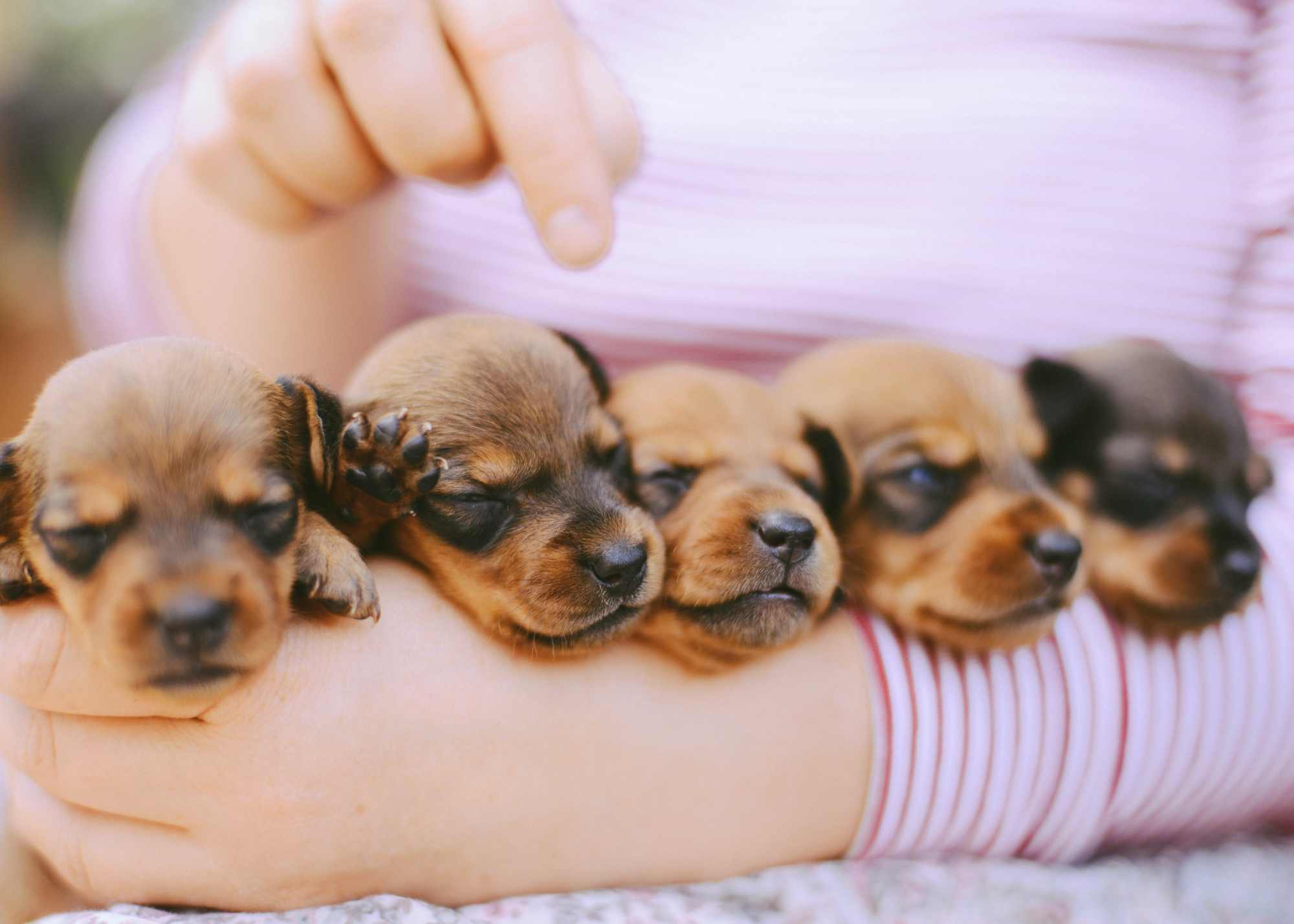 a woman wearing a pink shirt holds 5 mini dachshund puppies arranged in a row