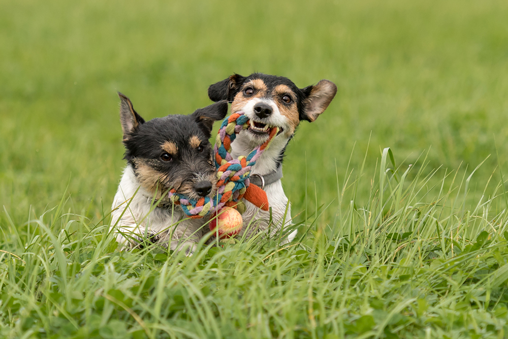 how can you tell if puppies are playing or fighting